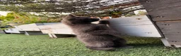 Mixed Breed cats for sale: 2 beautiful girls and 2 boys for sale - Advert 2
