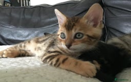 Bengal cats for sale: Cute and fluffy half Bengal kittens  - Image 26