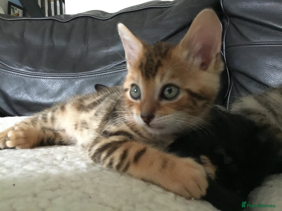 Bengal cats for sale: Cute and fluffy half Bengal kittens  - Image 26