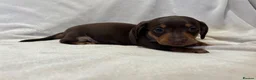 Miniature Dachshund dogs for sale: Pedigree Chocolate & Tan Miniature Dachshunds - Advert 10