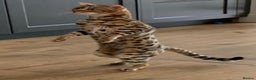 Bengal cats for sale: Beautiful Pedigree Bengal  –  Forever Home Wanted - Advert 3