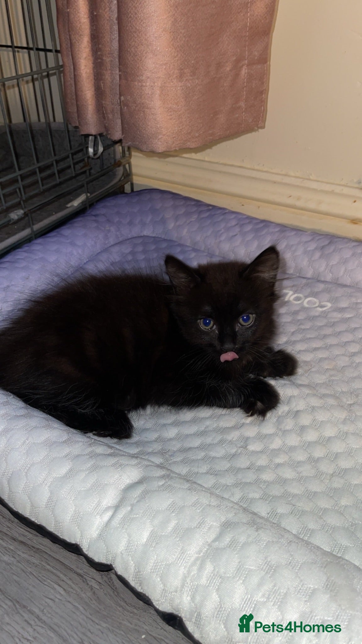 Domestic Shorthair cats Beautiful domestic short hair, black kitten - Advert 1