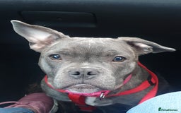 Mixed Breed dogs for sale: Frenchie x staffy seeking new home - Image 1