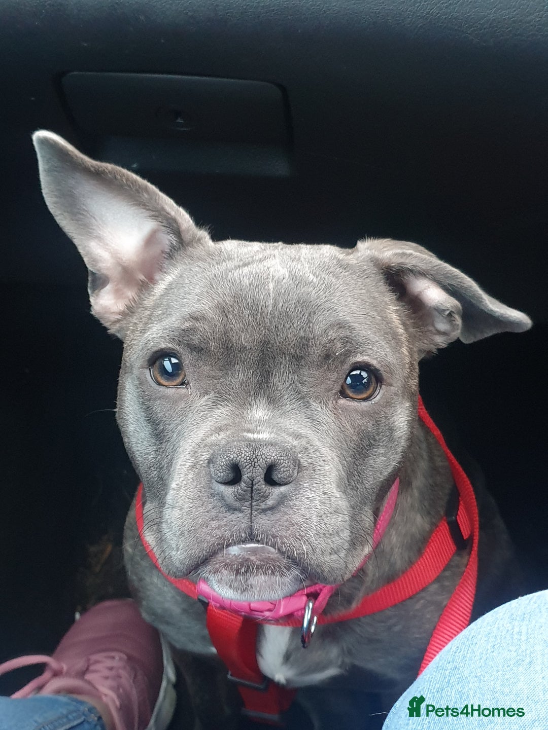 Mixed Breed dogs for sale: Frenchie x staffy seeking new home - Image 1