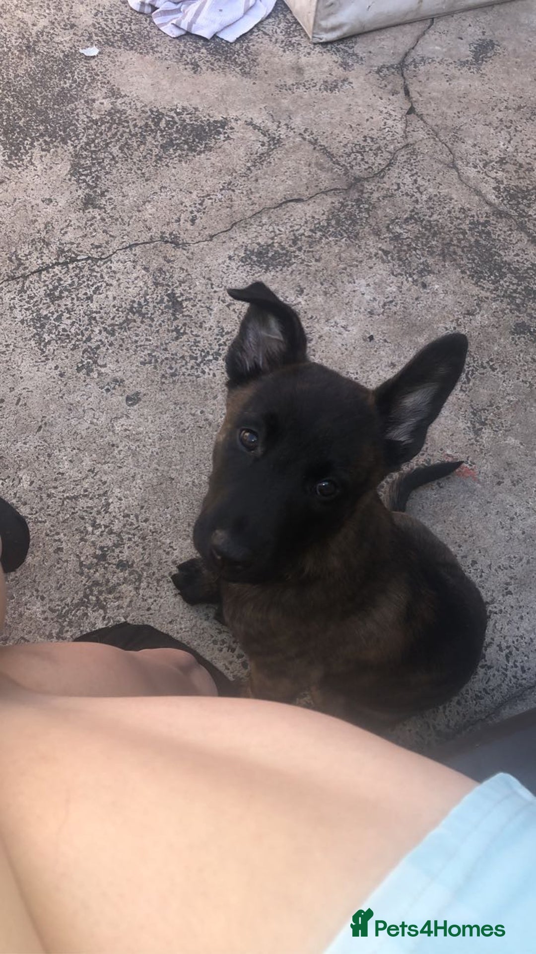 Mixed Breed dogs for sale: Dutch Shepherd  - Image 7
