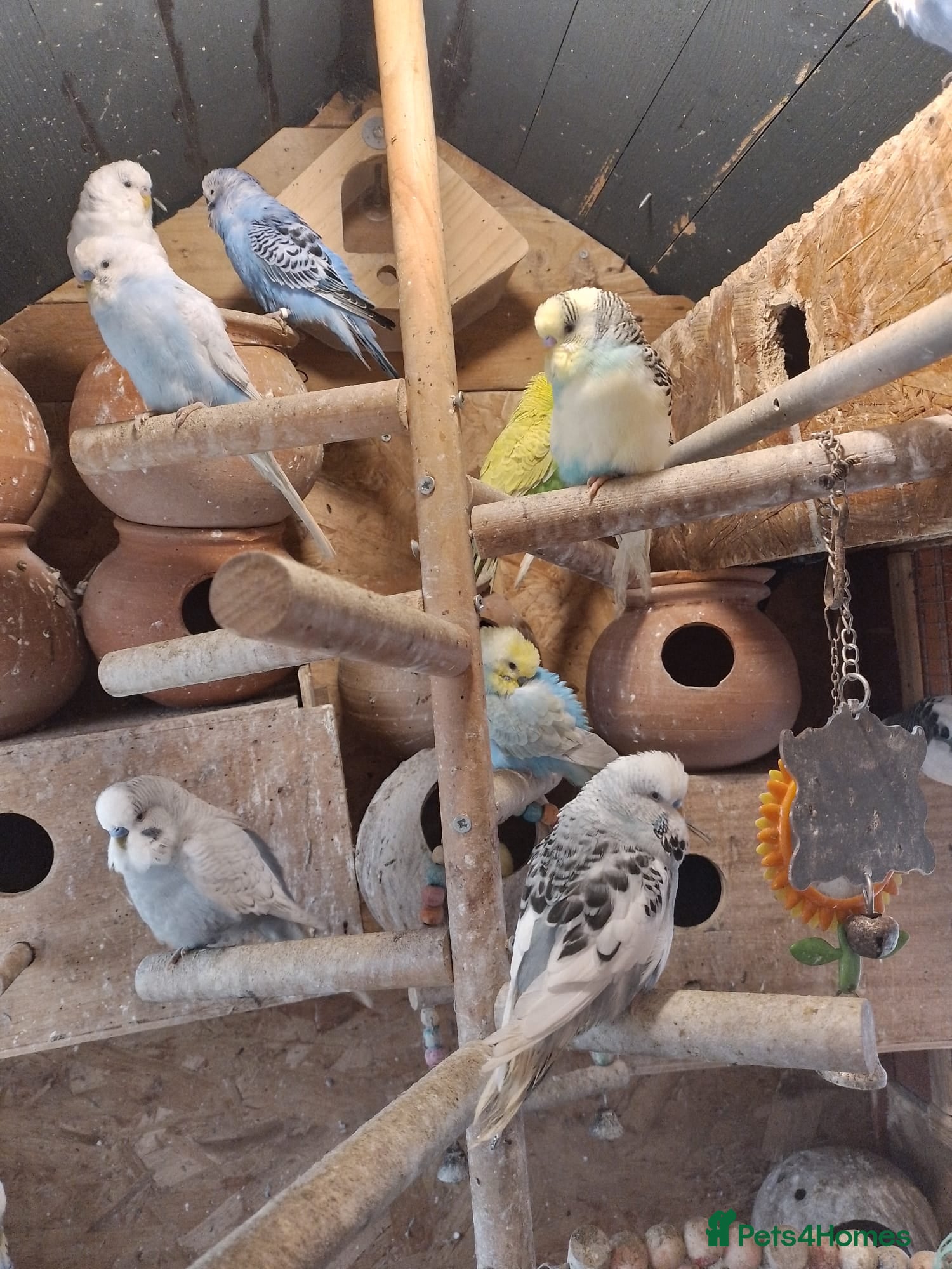 Budgerigars birds Quality Budgies For Sale - Advert 1