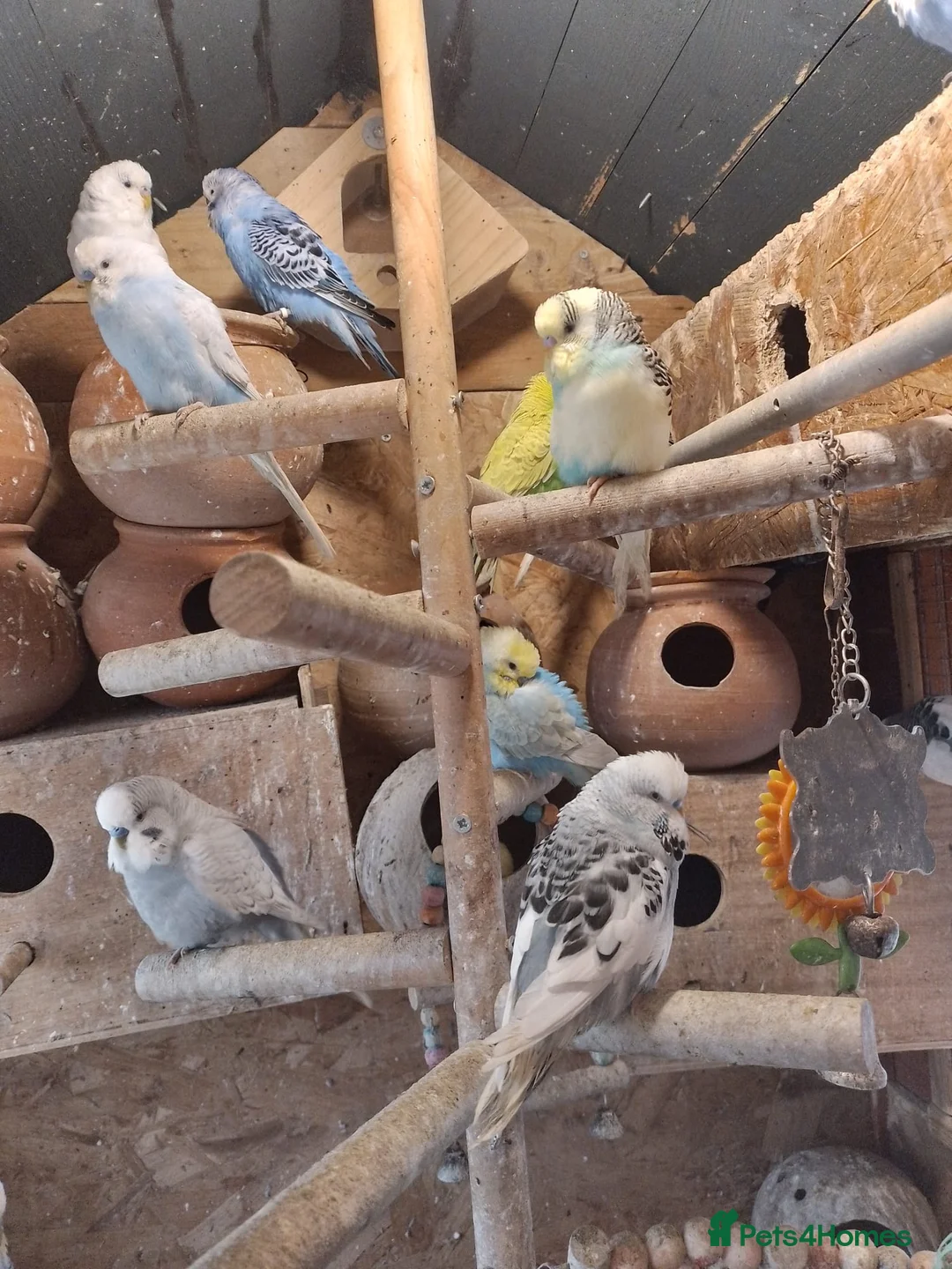 Budgerigars birds for sale: Quality Budgies For Sale - Advert 1