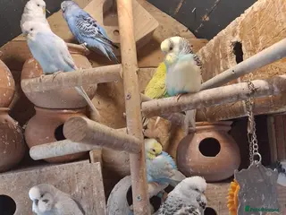 Budgerigars birds Quality Budgies For Sale - Advert 1