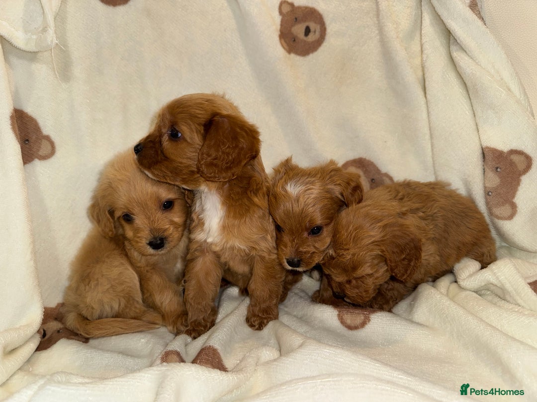 Cavapoo dogs for sale: Gorgous F1 Cavapoo puppies💙 - Advert 7