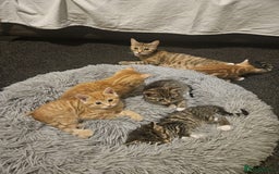 Mixed Breed cats for sale: Playful Bengal Kittens - Advert 12