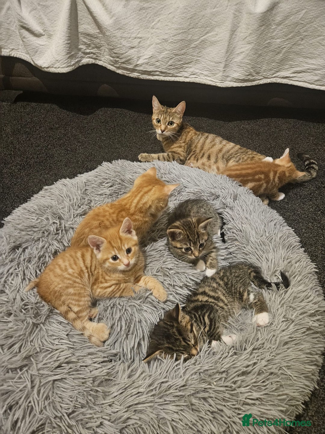 Mixed Breed cats for sale: Playful Bengal Kittens - Advert 12