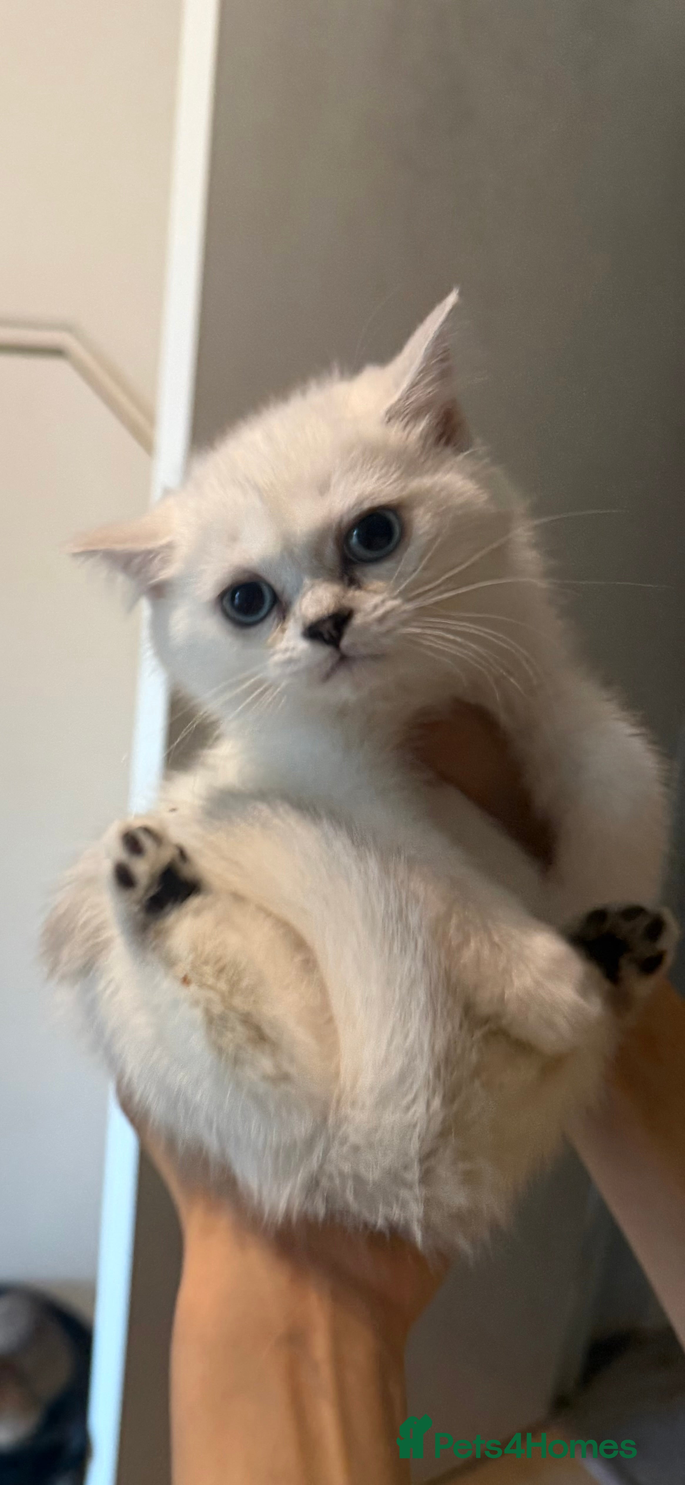 Scottish Fold cats Adorable Scottish Fold/straight Kittens for Sale - Advert 7