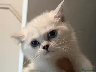 Scottish Fold cats Adorable Scottish Fold/straight Kittens for Sale - Advert 7