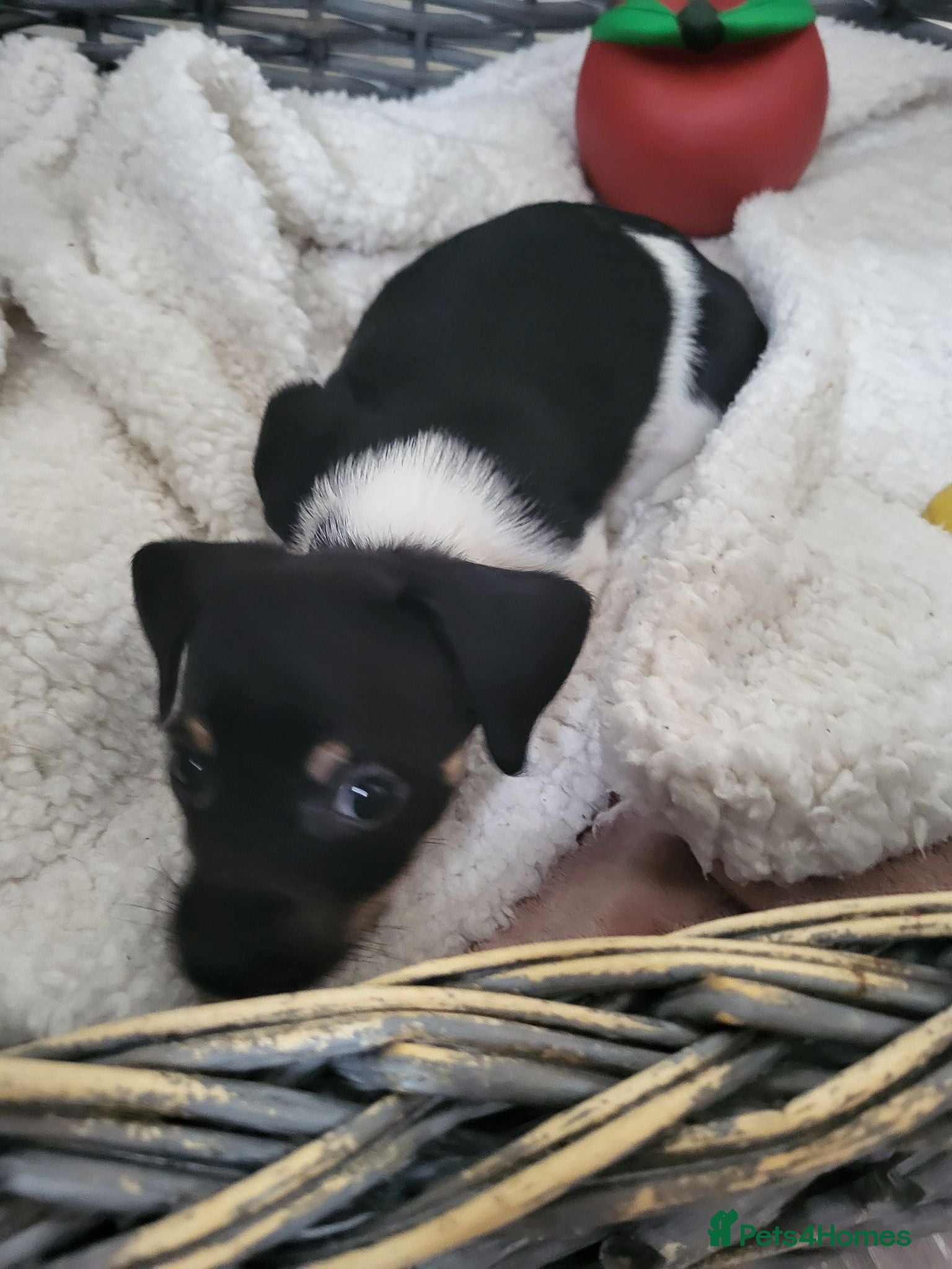 Jack Russell dogs Jack russle pups  - Advert 3