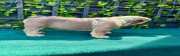 English Bulldog dogs for sale: Stunning bulldog puppies for sale  - Advert 16