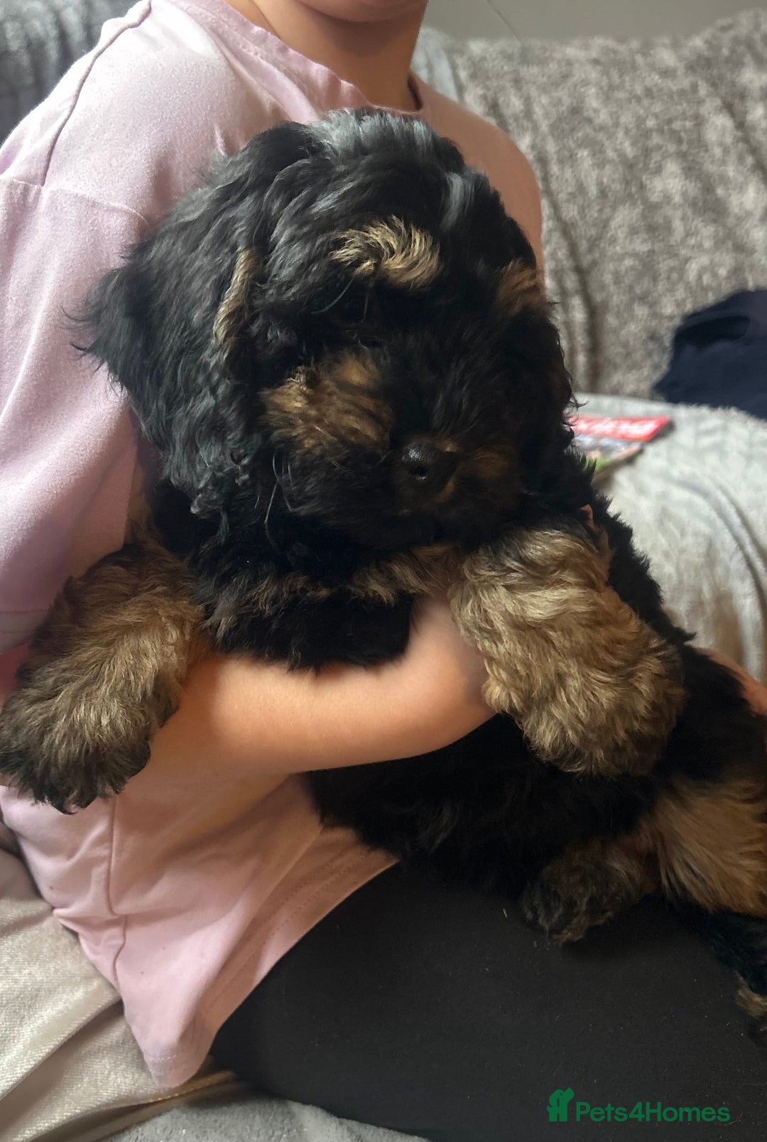 Cockapoo dogs for sale: Cockapoo Puppies - Image 3