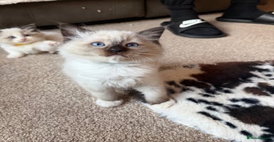 Ragdoll cats Fluffy sweet ragdoll kittens  - Advert 16