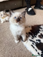 Ragdoll cats Fluffy sweet ragdoll kittens - Advert 16