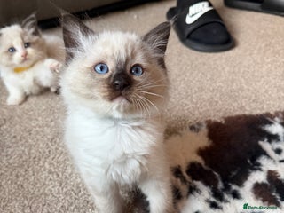 Ragdoll cats Fluffy sweet ragdoll kittens - Advert 7