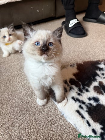 Ragdoll cats Fluffy sweet ragdoll kittens - Advert 2