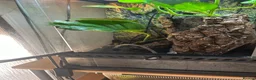 Toad reptiles for sale: Mossy frogs  - Advert 4