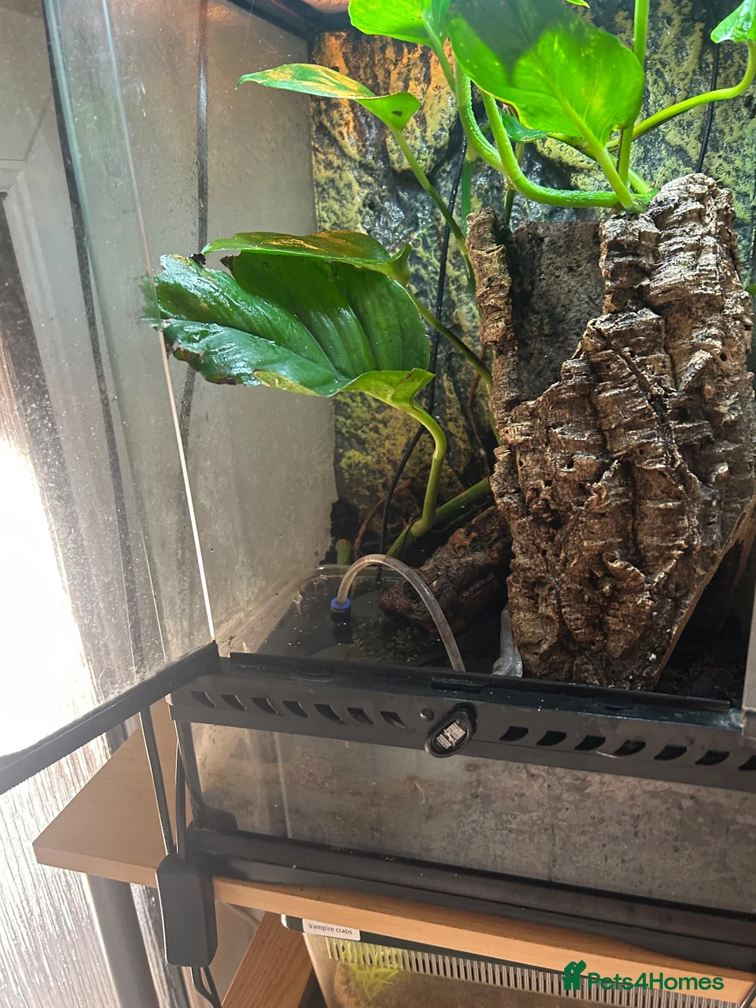 Toad reptiles for sale: Mossy frogs  - Advert 4