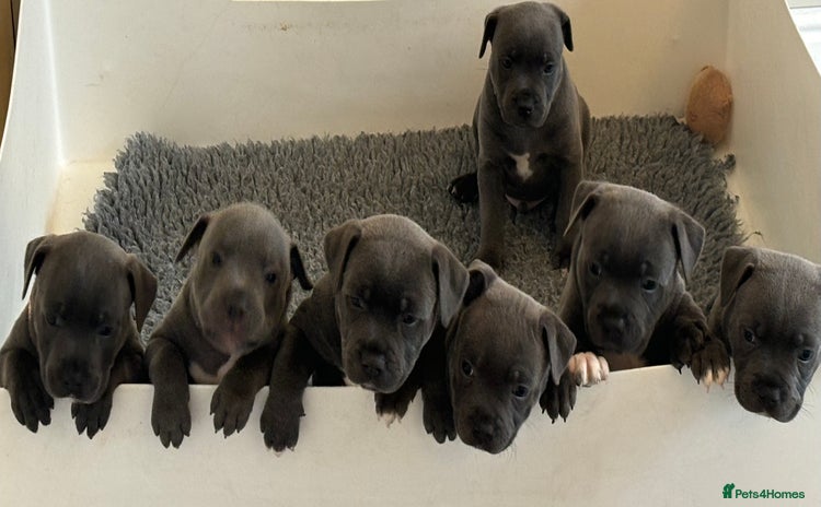 Staffordshire Bull Terrier dogs - Advert 9