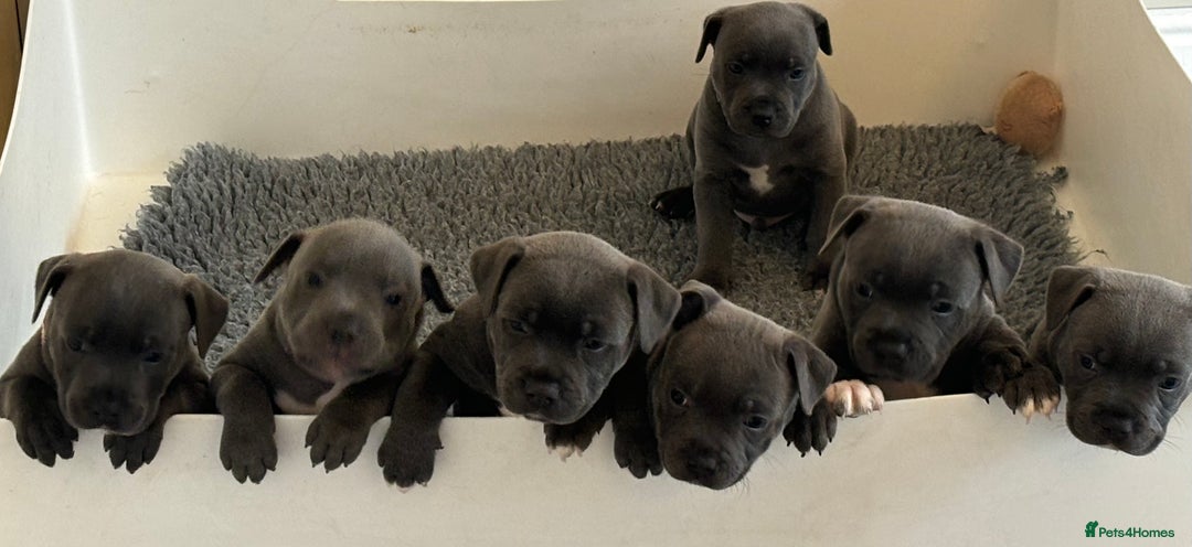 Staffordshire Bull Terrier dogs for sale: 🔥7 BLUE STAFFORDSHIRE BULL TERRIER PUPS REDUCED‼️ - Image 1