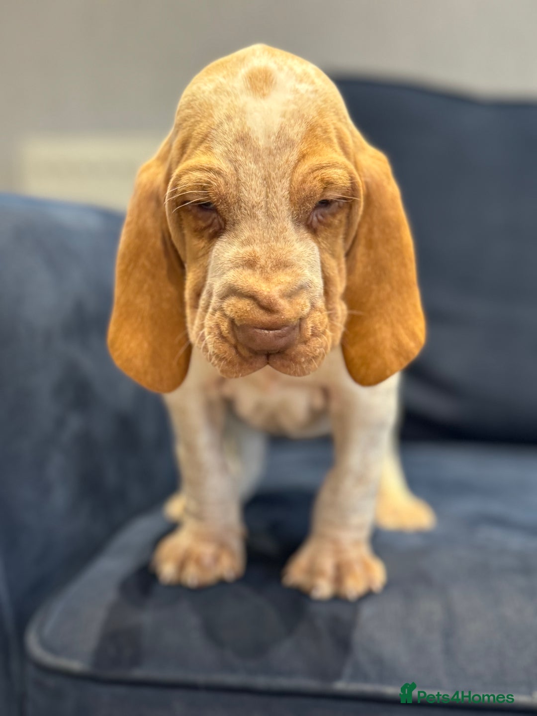Bracco Italiano dogs for sale: KC TOP QUALITY BRACCO PUP AVAILABLE  - Advert 10