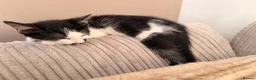 Mixed Breed cats for sale: 11 weeks old kitten in Southampton - Advert 1