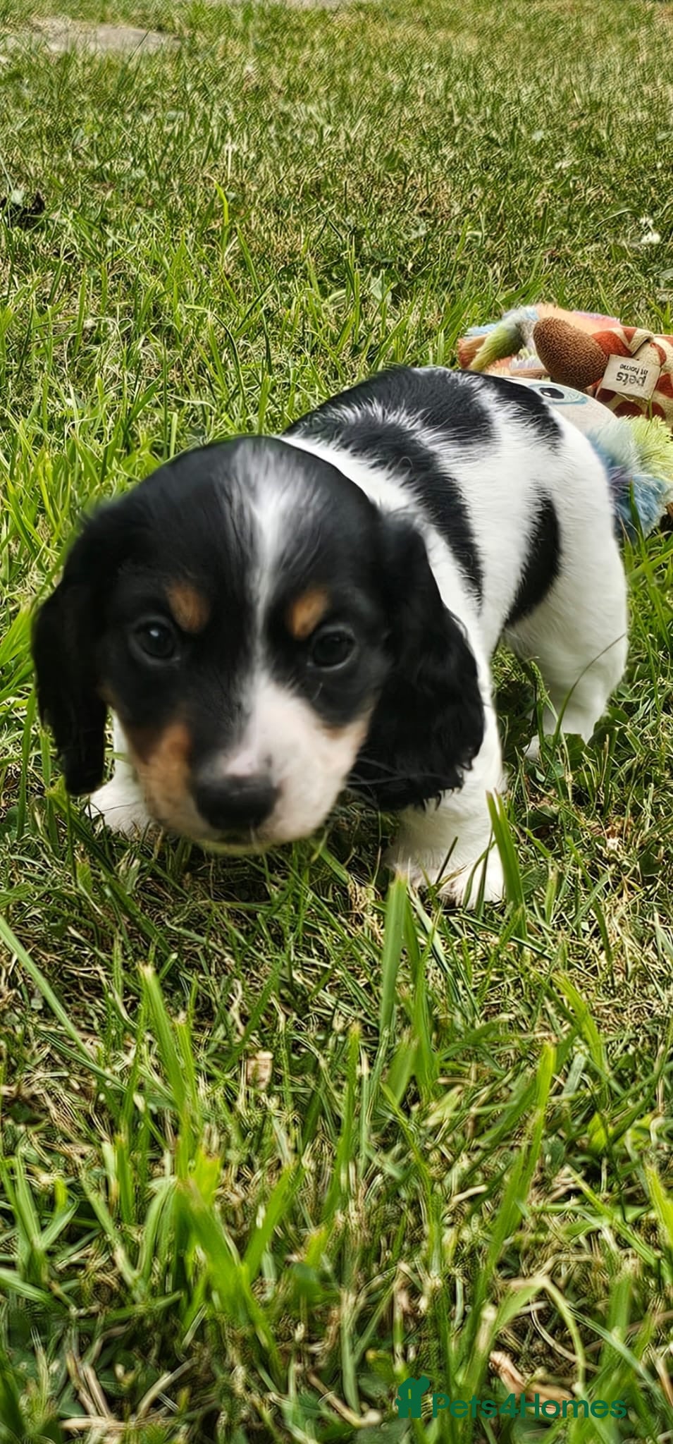 Dachshund dogs Miniature long haired dachshund puppies - Advert 2