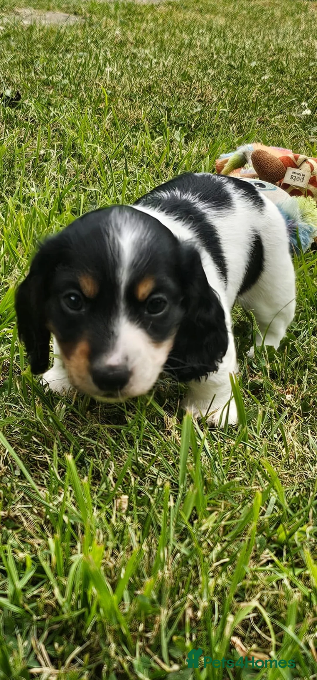 Dachshund dogs for sale: Miniature long haired dachshund puppies - Advert 2