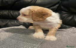 Cockapoo dogs for sale: Cockapoo - Image 5