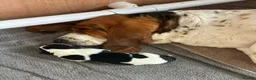 Basset Hound dogs for sale: Lady Penelope's Litter of Basset Hound Puppies - Advert 3