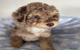 Cockapoo dogs for sale: Unique & stunning full DNA tested Cockapoo puppies - Image 6