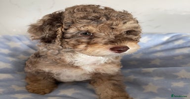 Cockapoo dogs - Advert 12