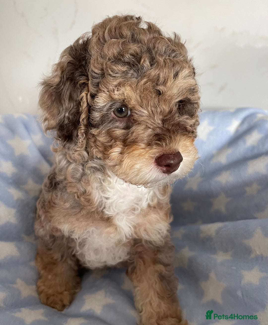 Cockapoo dogs for sale: Unique & stunning full DNA tested Cockapoo puppies - Image 6