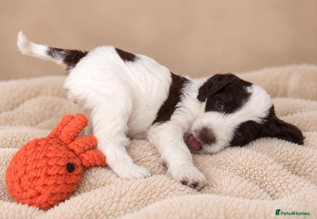 Sproodle dogs Springer Spaniel Miniature Poodle Sproodle Puppies - Advert 3