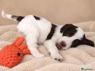 Sproodle dogs Springer Spaniel Miniature Poodle Sproodle Puppies - Advert 3