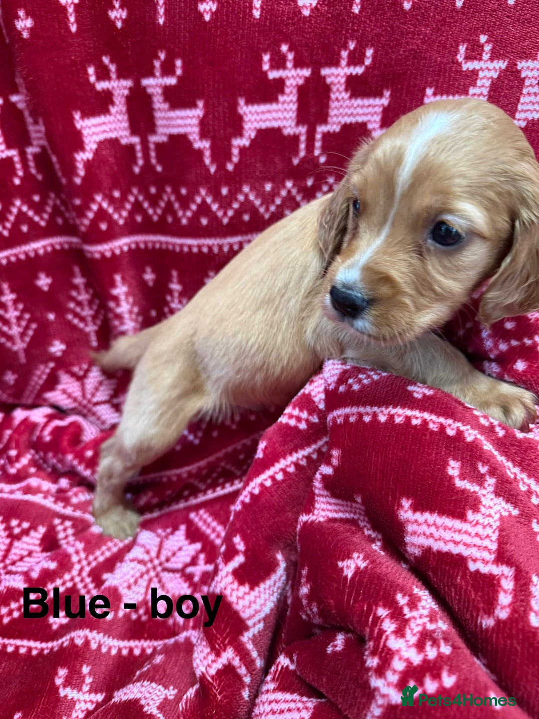 Cocker Spaniel dogs for sale: cocker spaniel puppies  - Advert 7