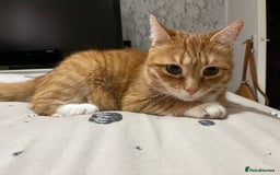 Munchkin cats for sale: Rehoming Male Cat – Quiet Home Needed  - Image 1