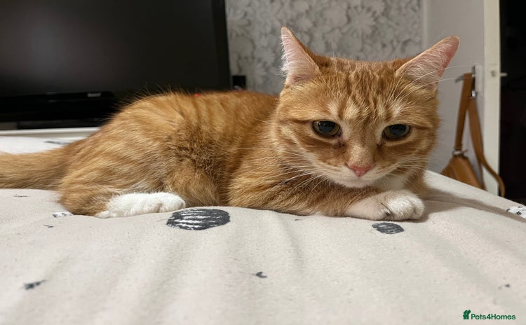 Munchkin cats - Advert 2