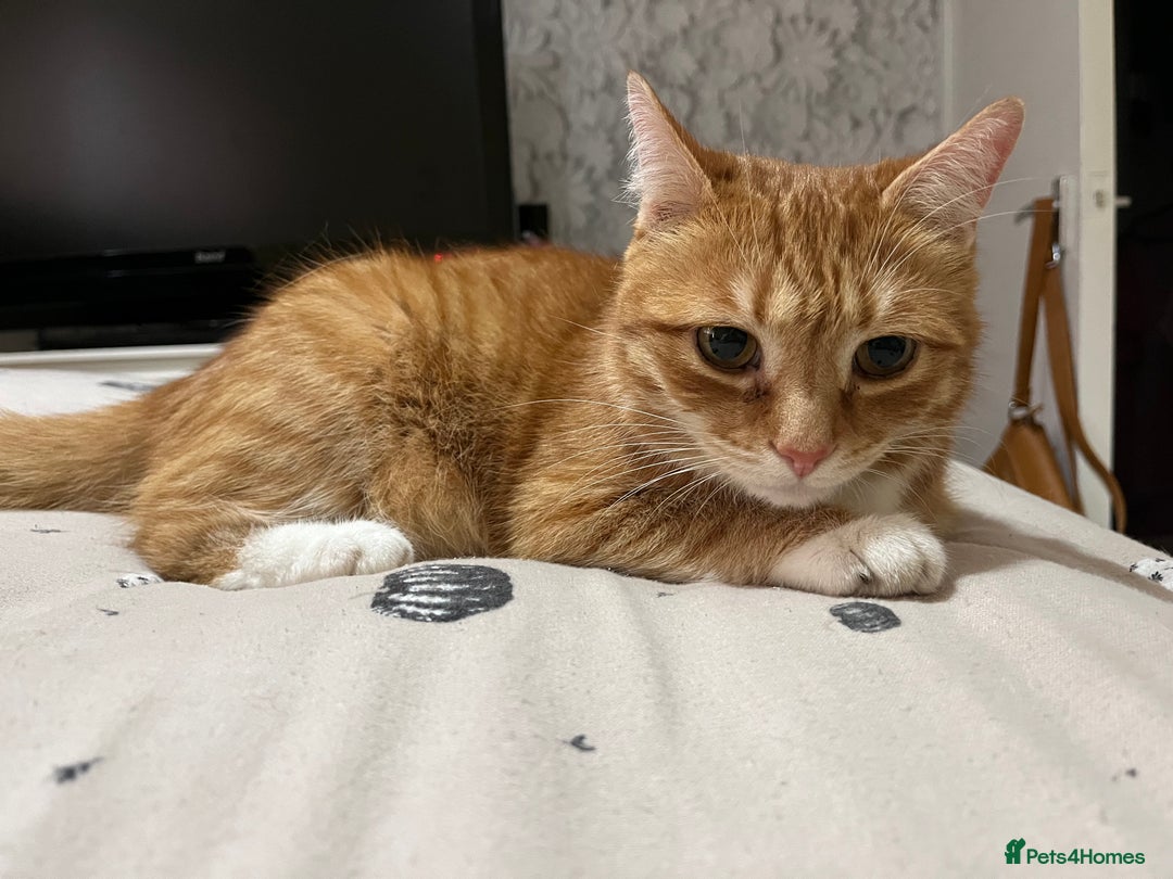 Munchkin cats for sale: Rehoming Male Cat – Quiet Home Needed  - Image 1
