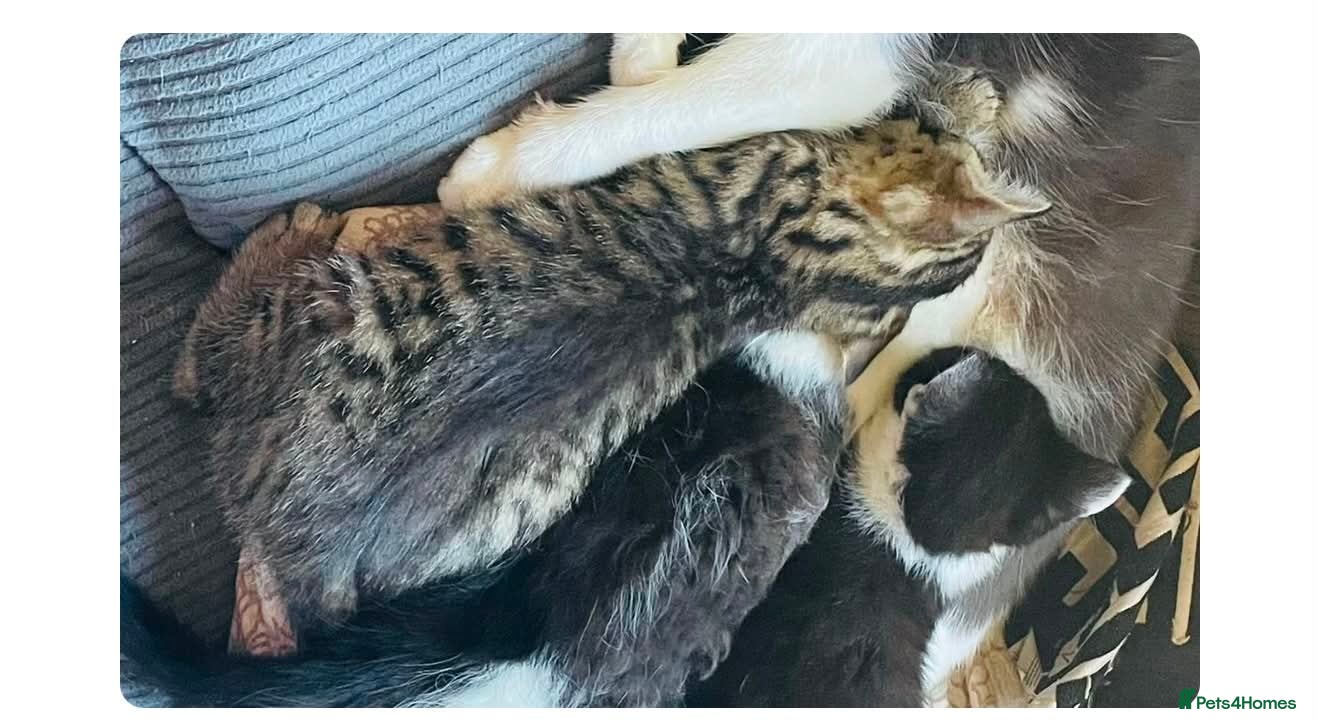 Mixed Breed cats Beautiful 14 week old male tabby - Advert 2