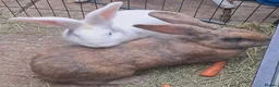 Continental Giant rabbits for sale: PURE Continental Giant Kits - VACCINATED  RESERVE  - Advert 8