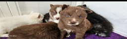 Siberian Husky dogs for sale: Ready to go ! Siberian Husky - Advert 34
