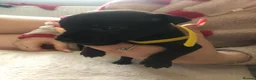Patterdale Terrier dogs for sale: Patterdale puppies in Bishop Auckland - Advert 5