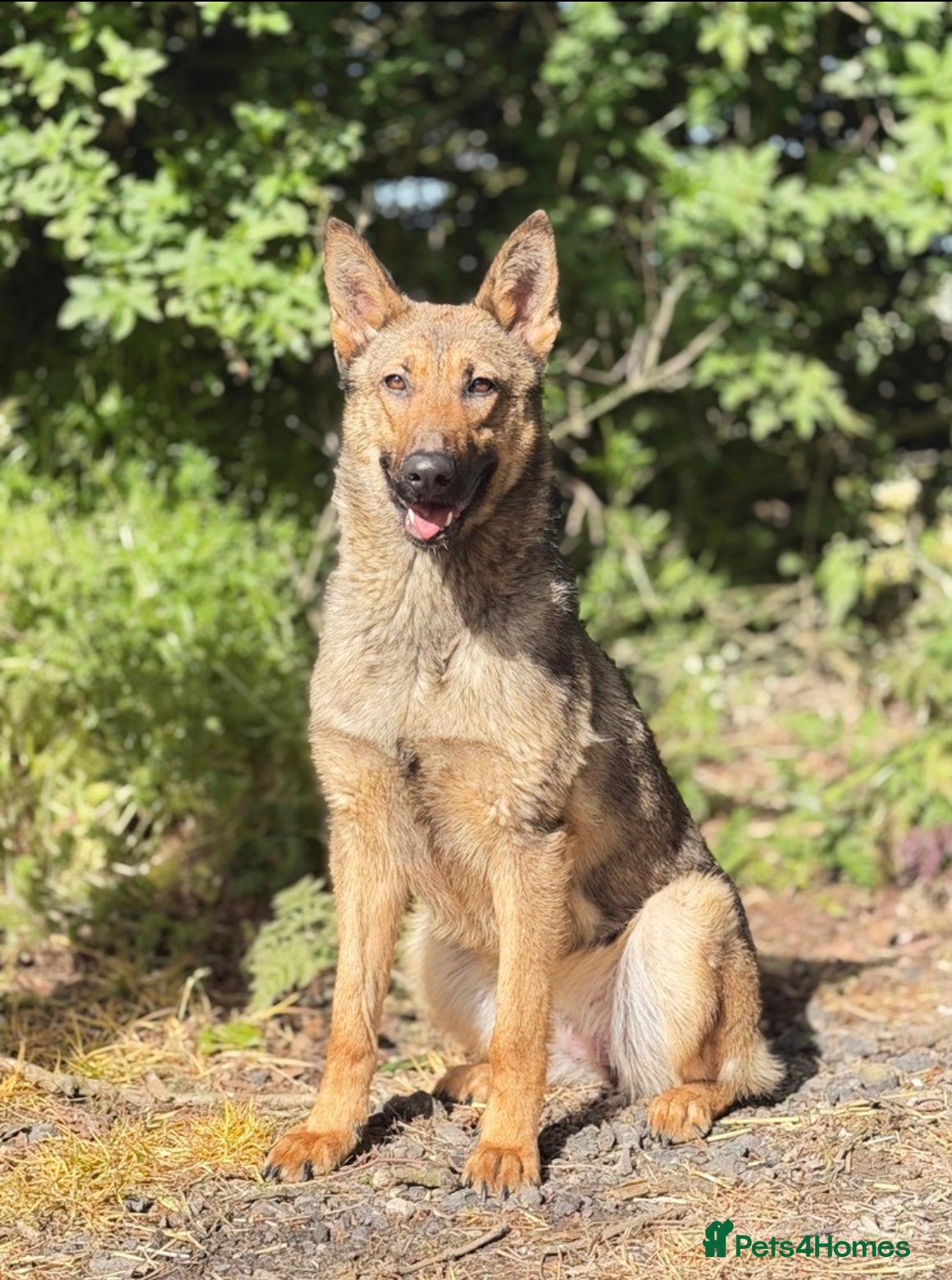 German Shepherd dogs for sale: 1 year old kc registered German Shepard  - Advert 2