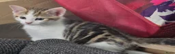 Mixed Breed cats for sale: OFFER! Beautiful playful kittens  - Advert 8