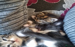 Maine Coon cats for sale: Maine coon x British short hair - Image 7